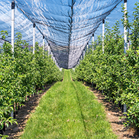 Fruit tree and table grape protection