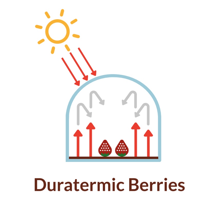 duratermic-berries.jpg